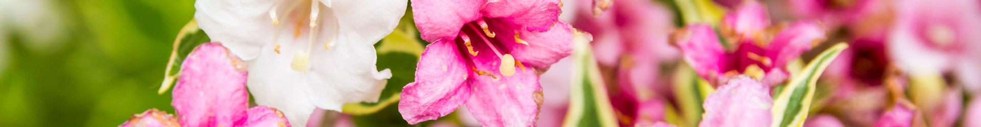 Natürliche Schönheit 