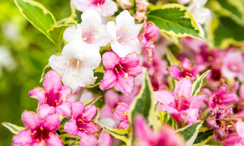 Natürliche Schönheit